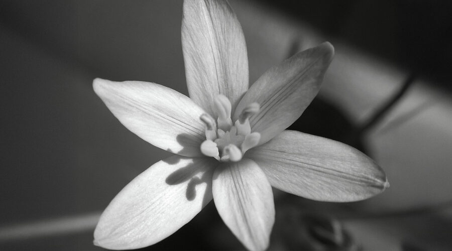 Fleurs de Bach : petites aides pour grandes marées intérieures