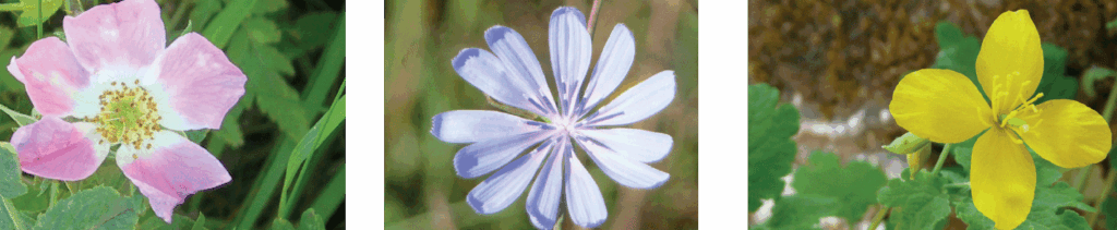 Fleurs de Bach : petites aides pour grandes marées intérieures Fleurs de Bach2